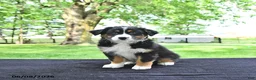 Australian Shepherd dogs for sale: Dakota - Ad 1