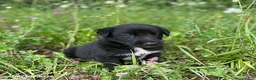 Mixed Breed dogs for sale: Bryce - Ad 4