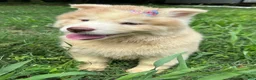 Siberian Husky dogs for sale: RAYA - Ad 25