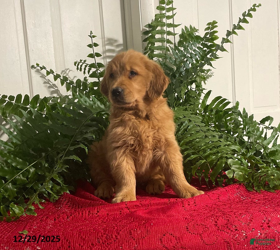 Golden Retriever dogs Beauty - Ad 5
