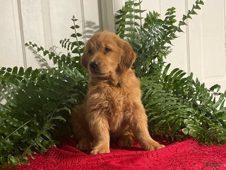 Golden Retriever dogs Beauty - Ad 3