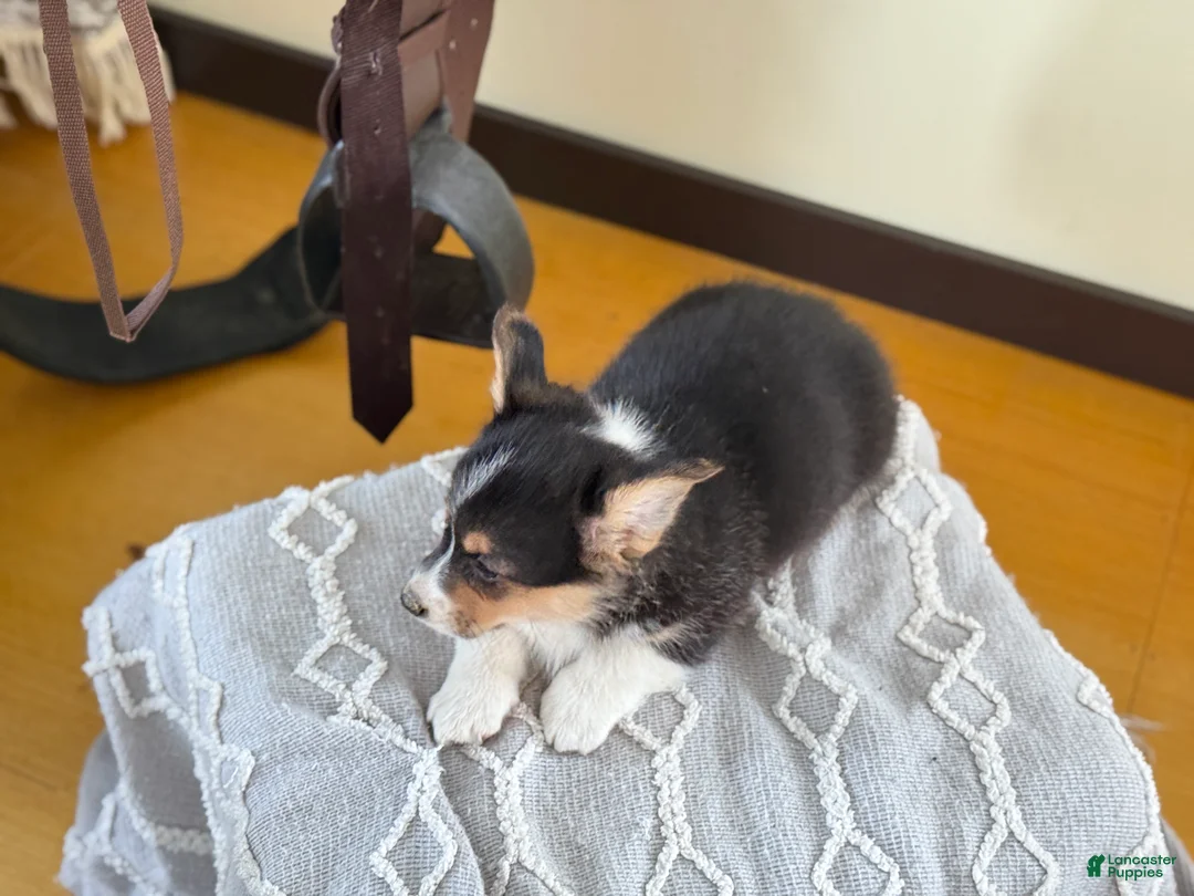 Welsh Corgi Pembroke dogs for sale: Finley - Ad 4