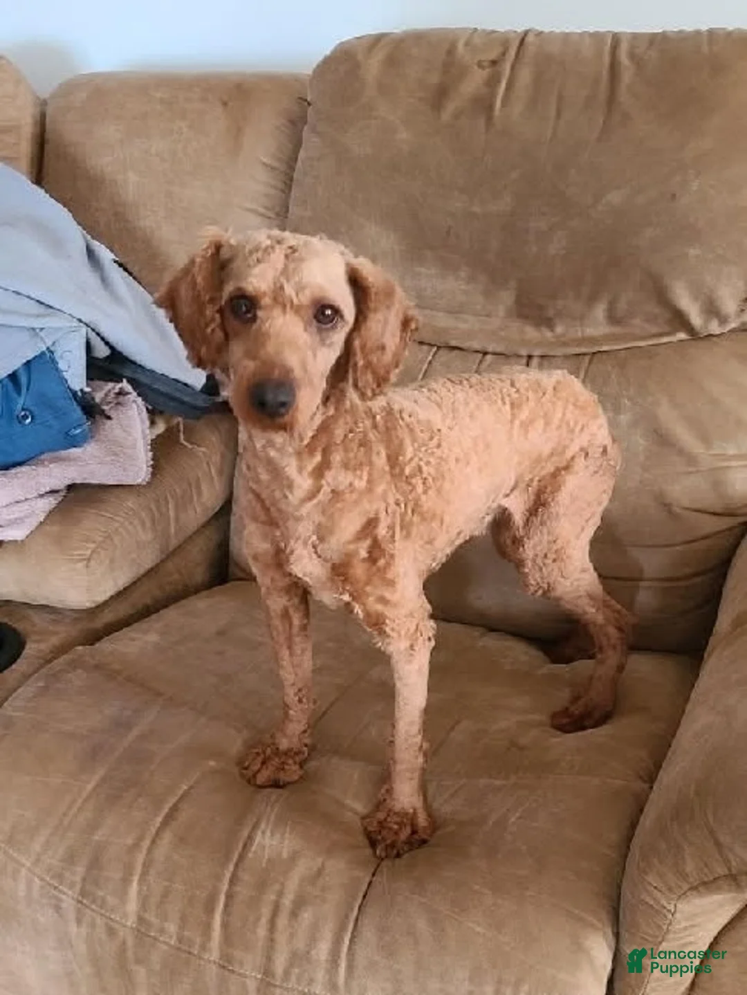 Mini Goldendoodle dogs for sale: Chase - Ad 6