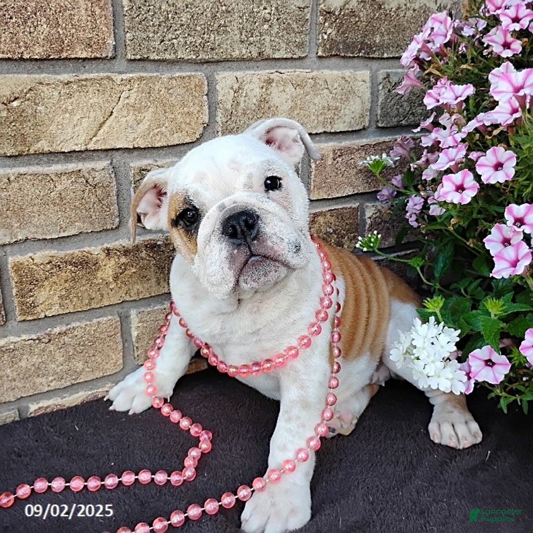 English Bulldog dogs for sale: Rolita - Ad 5