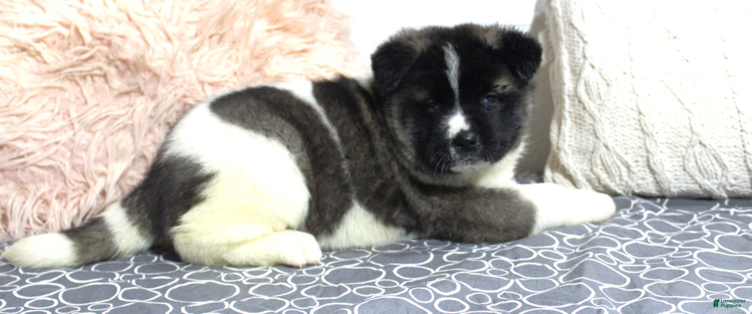 Akita dogs for sale: Dolley - Ad 3