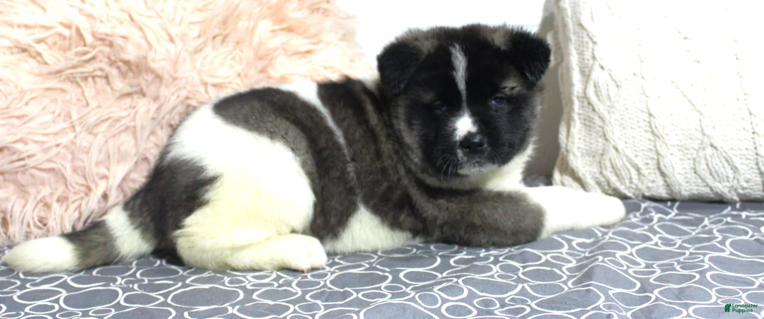 Akita dogs for sale: Dolley - Ad 2