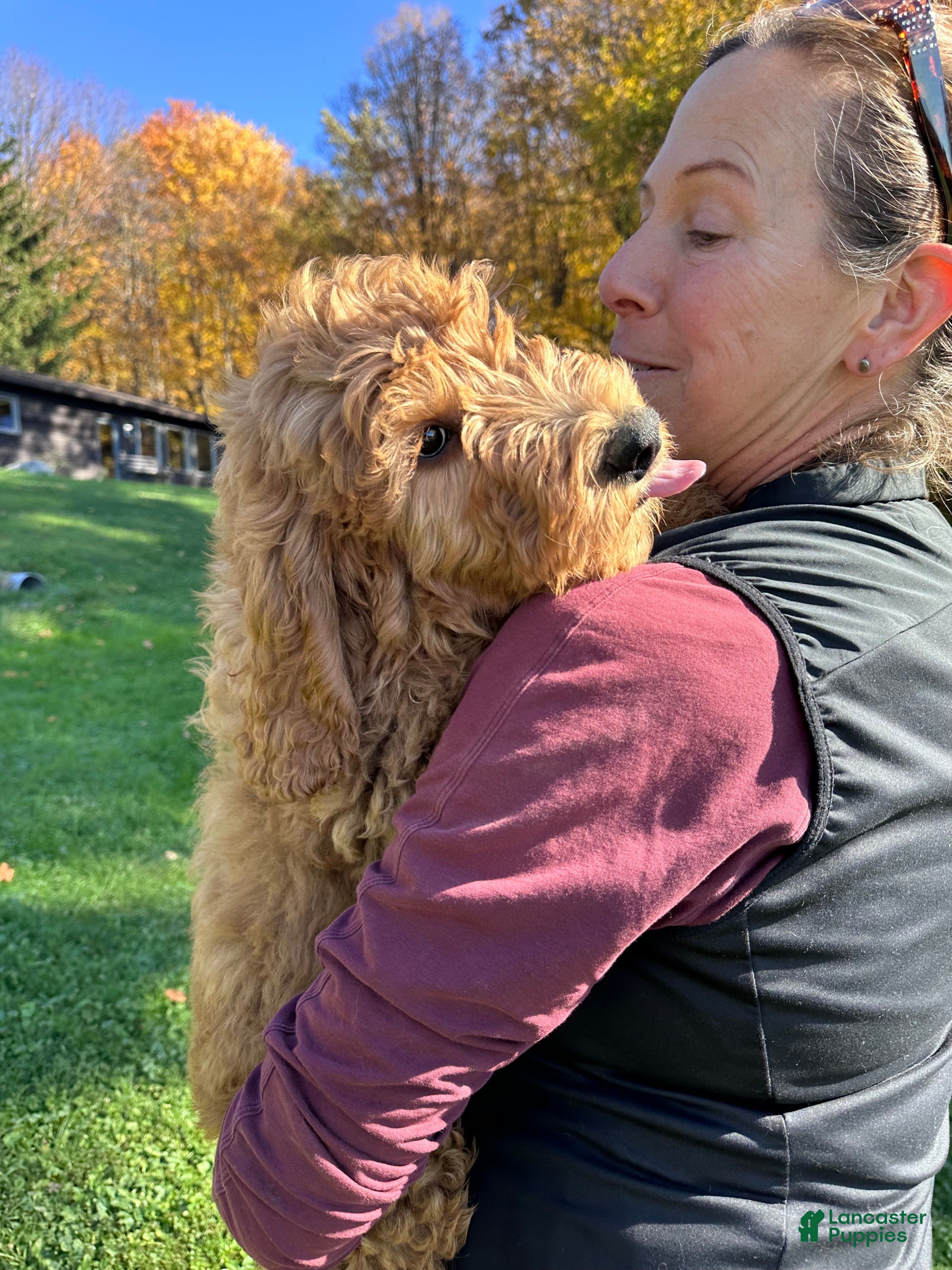Goldendoodle dogs for sale: Cody von BridleWoof  - Ad 4