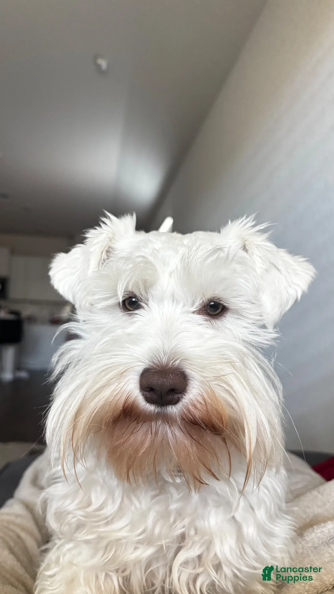Miniature Schnauzer dogs for sale: Miniature Schnauzer 1 - Ad 4