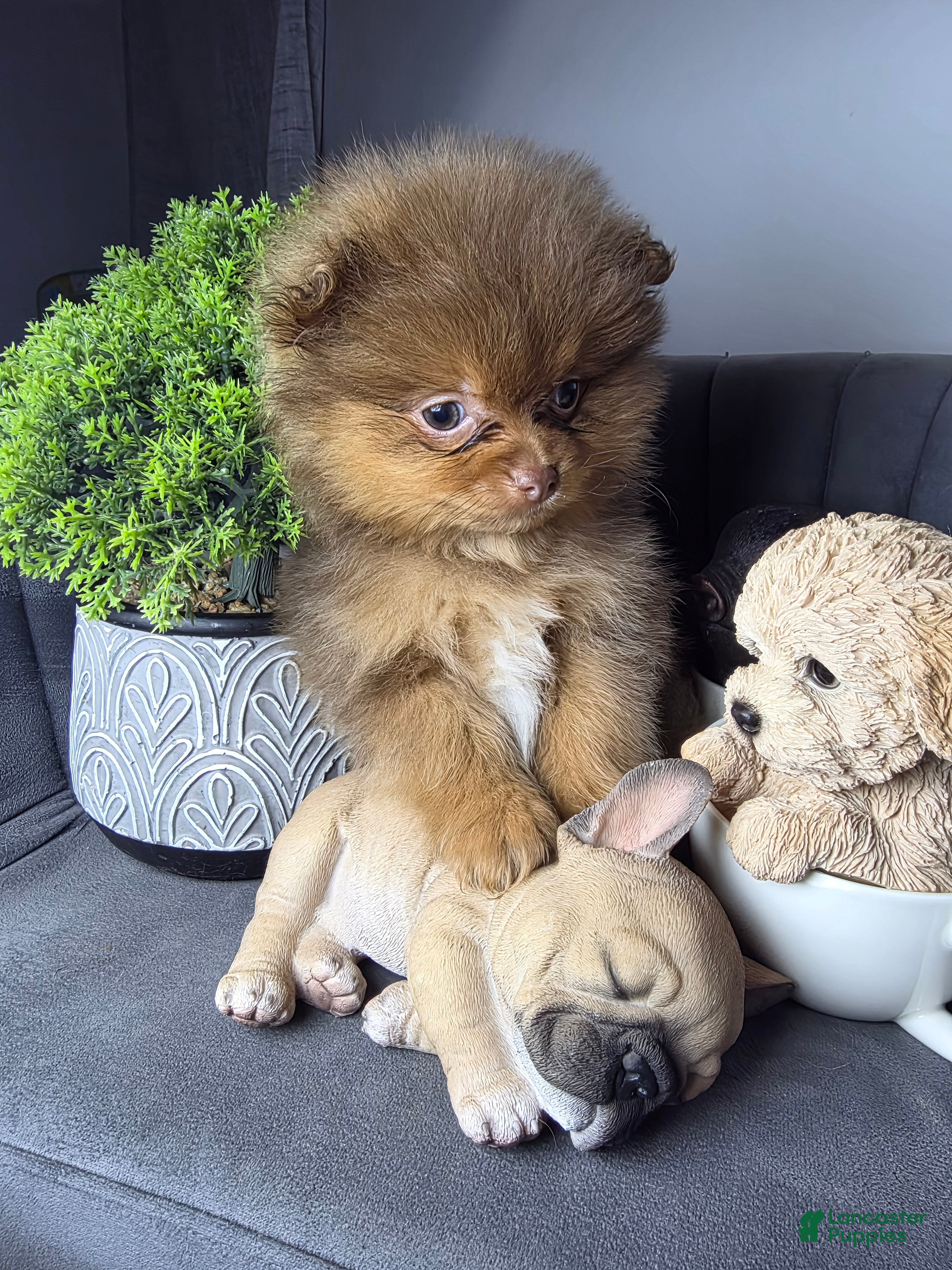 Pomeranian dogs Pomeranian Lauro - Ad 7