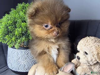 Pomeranian dogs Pomeranian Lauro - Ad 7