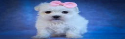 Maltese dogs for sale: Maribel🌸 - Ad 16