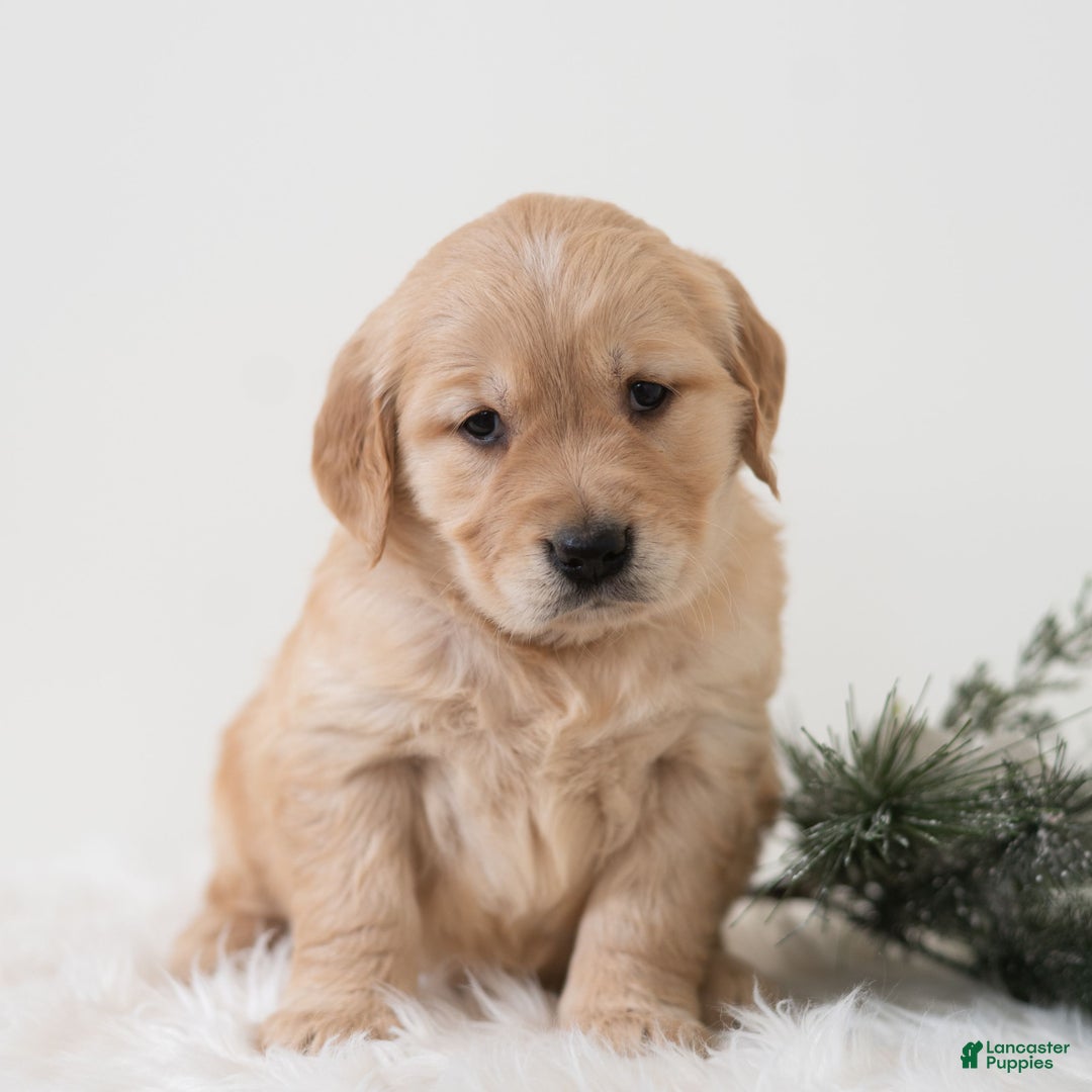 Golden Retriever dogs for sale: Puddles  - Ad 4
