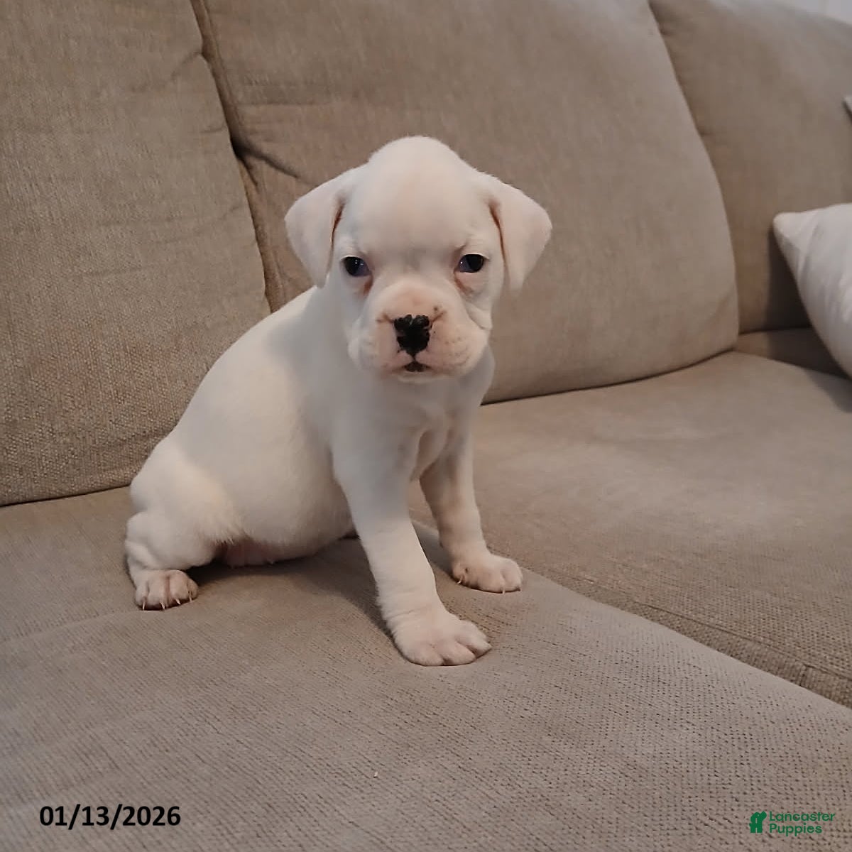 Boxer dogs Snowy - Ad 12