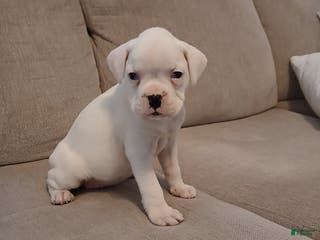 Boxer dogs Snowy - Ad 12