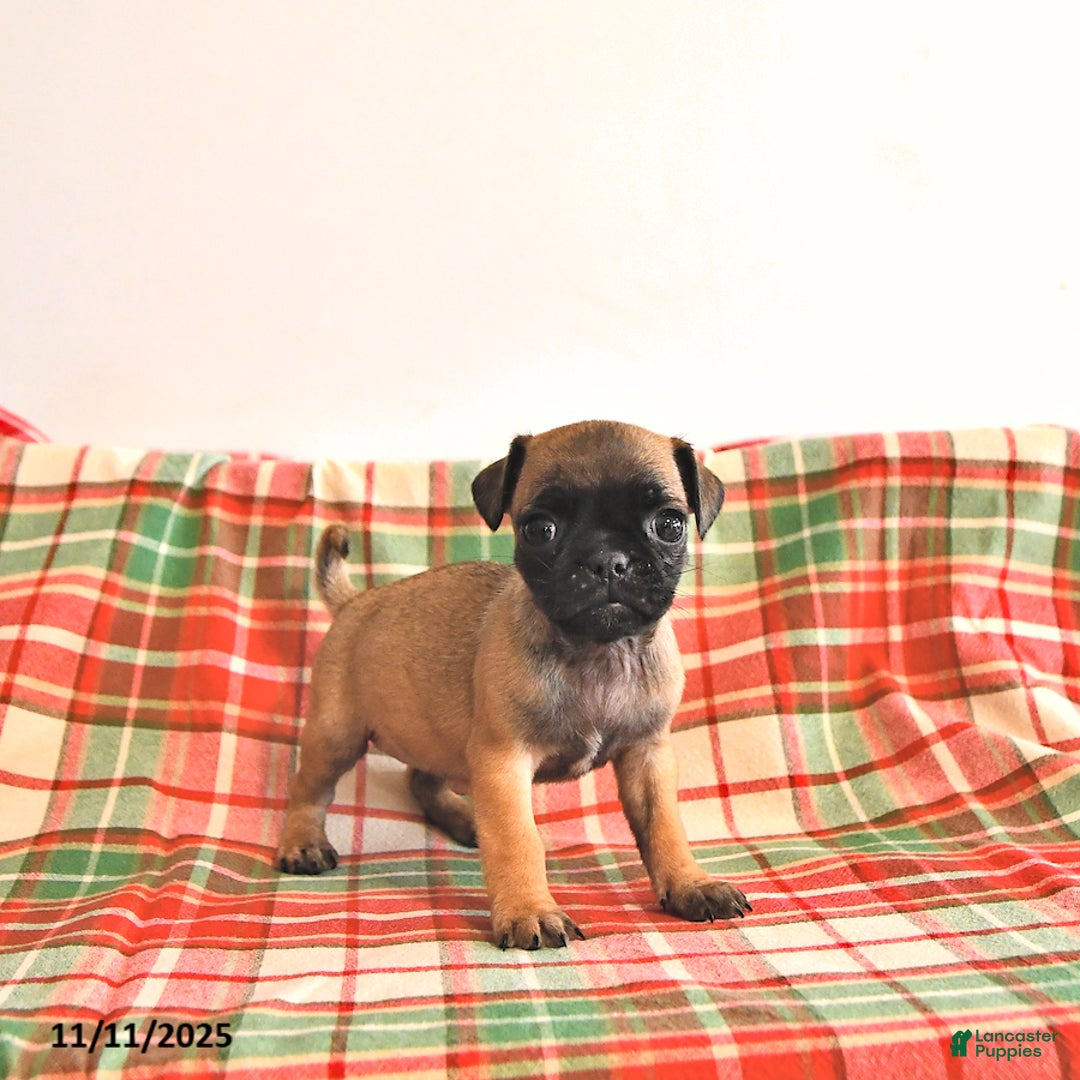 Jug dogs for sale: Mercy - Ad 2