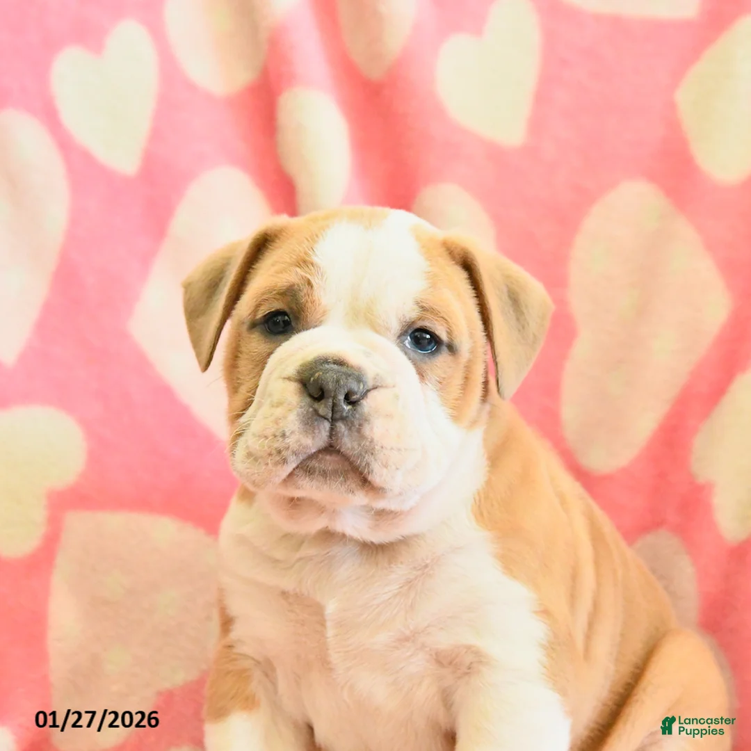 Olde English Bulldogge dogs for sale: Bandit - Ad 2