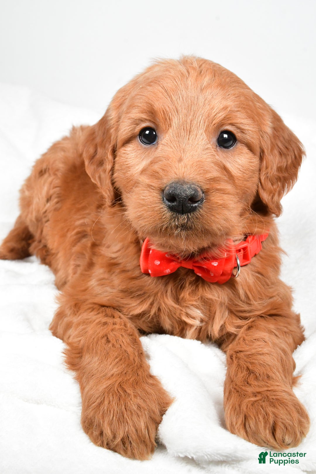 Mini Goldendoodle dogs for sale: Bryson - Ad 4