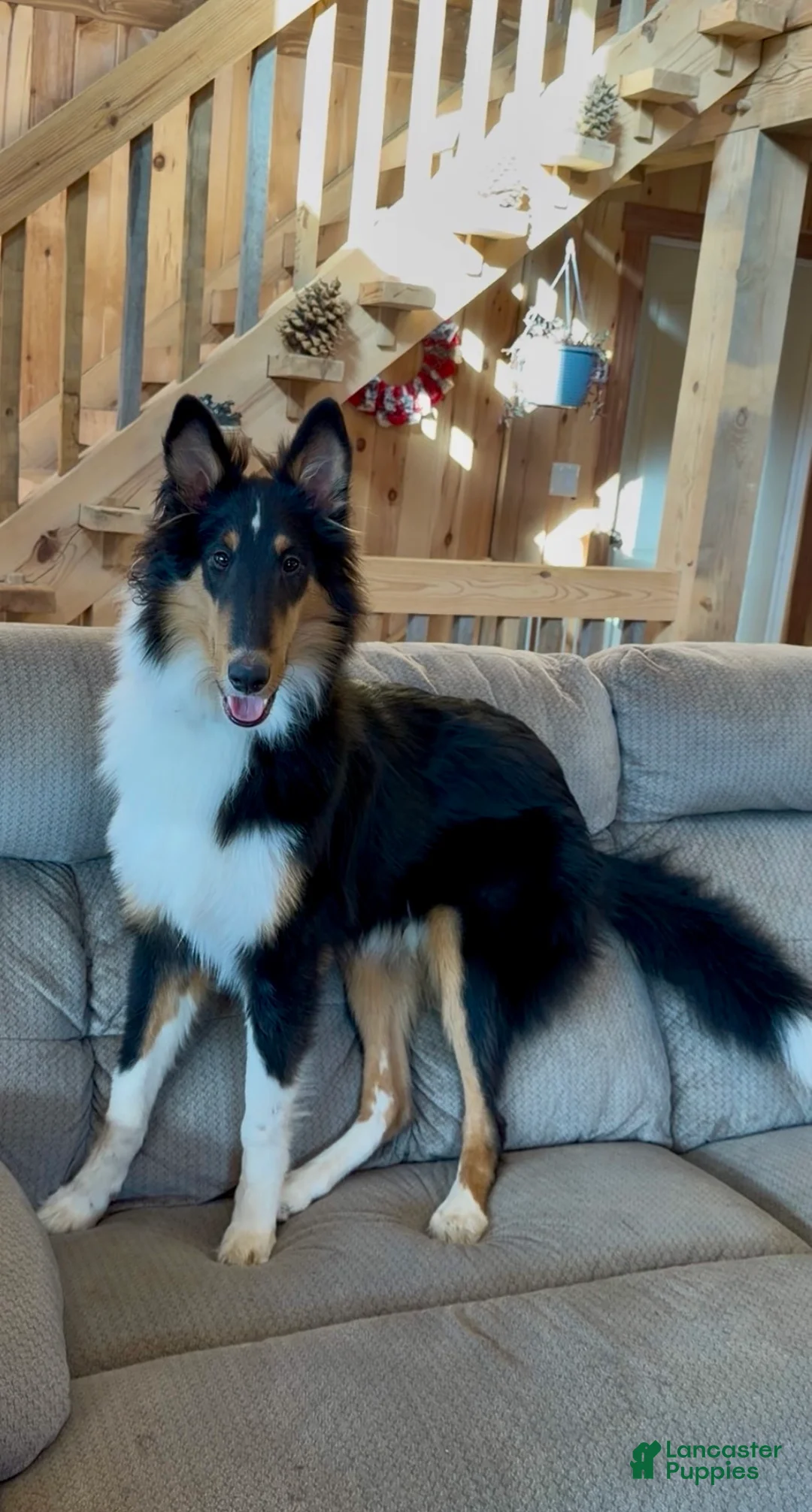 Collie dogs for sale: Sam - Ad 1