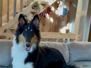 Collie dogs for sale: Sam - Ad 3