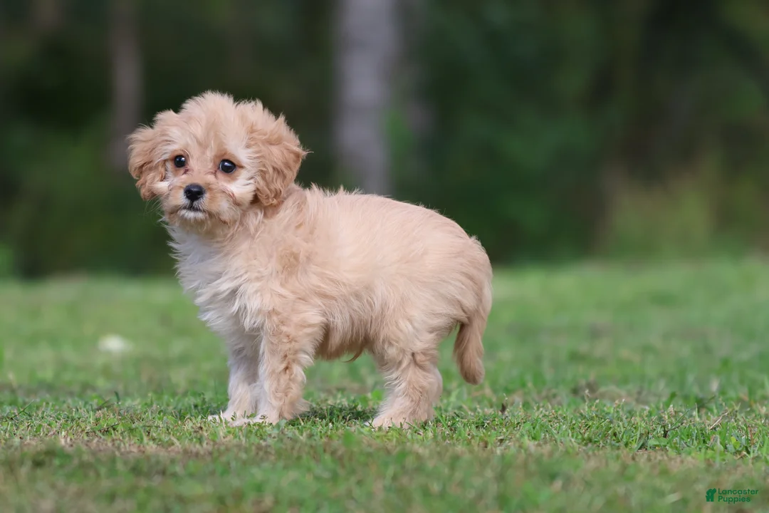 Cavapoo dogs for sale: Dexter - Ad 4