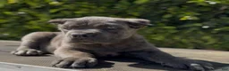 Cane Corso dogs for sale: Top Pick Female - Ad 3