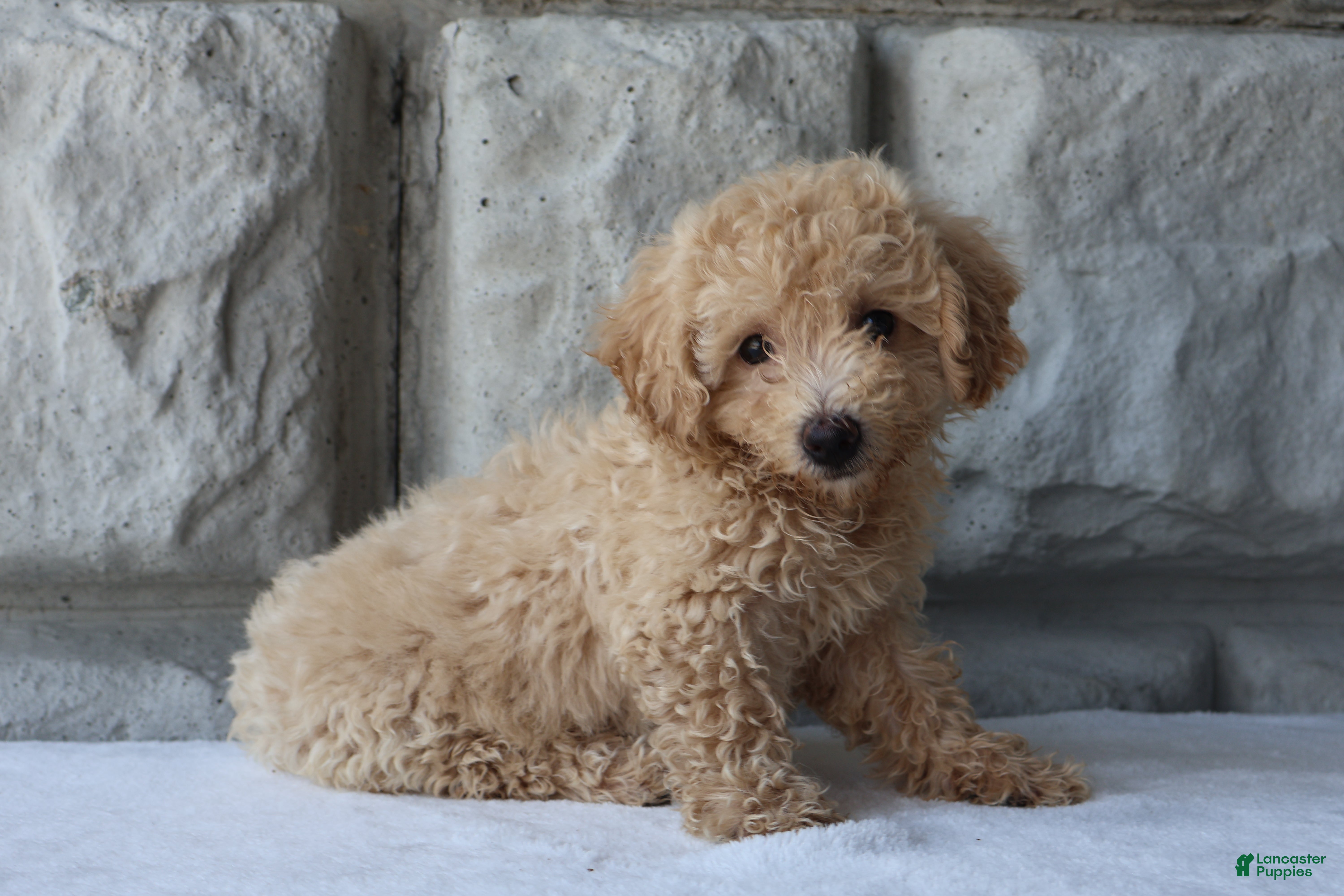 Bichpoo dogs Sparkle - Ad 2