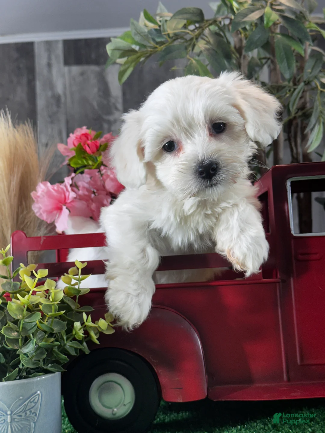 Coton De Tulear dogs for sale: Callie - Ad 1