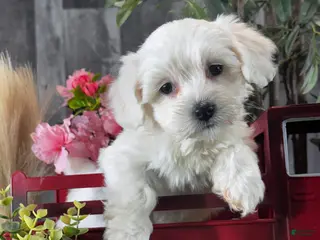 Coton De Tulear dogs Callie - Ad 25