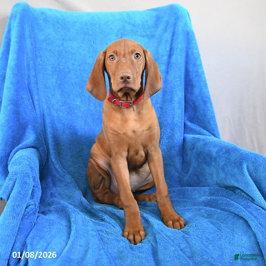 Vizsla dogs for sale: Rambo - Ad 2