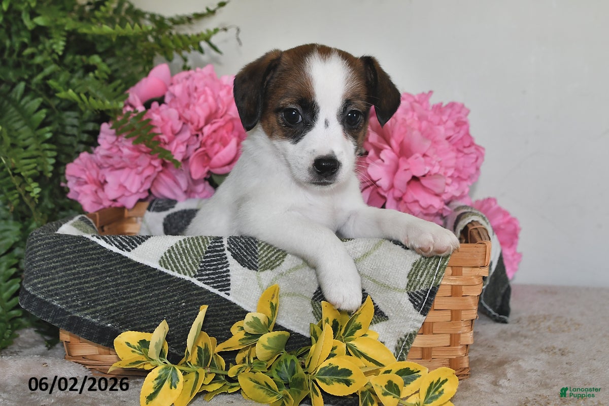 Jack Russell Terrier dogs for sale: Barbie - Ad 5