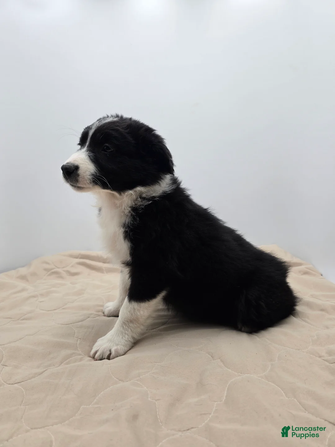 Australian Shepherd dogs for sale: Remi - Ad 2