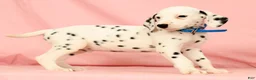 Dalmatian dogs for sale: Rascal - Ad 6