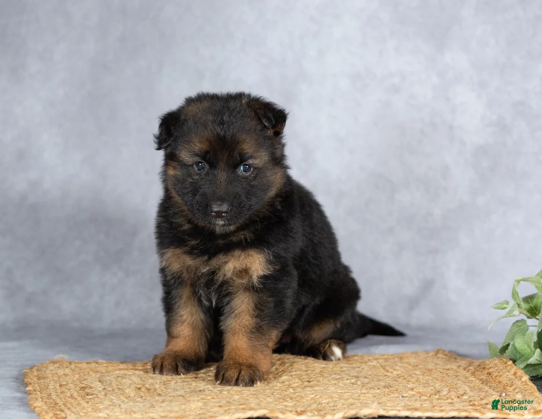 German Shepherd dogs for sale: Autumn - Ad 1