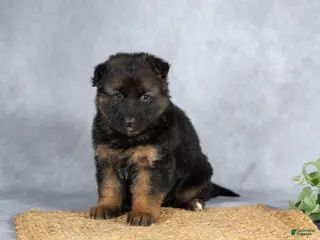German Shepherd dogs for sale: Autumn - Ad 4