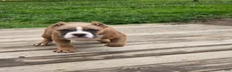 American Bully dogs for sale: Stoney  - Ad 5