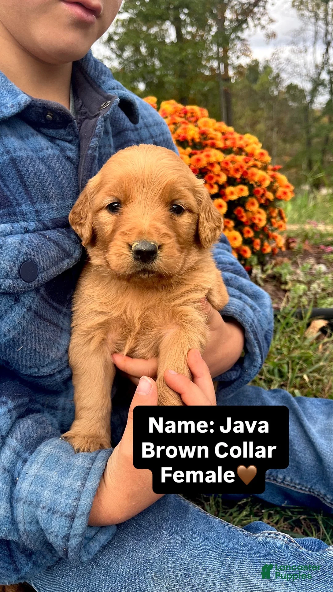 Golden Retriever dogs for sale: Golden Retriever Java - Ad 2