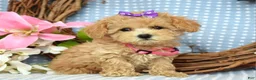 Maltipoo dogs for sale: Molly Xsmall - Ad 2