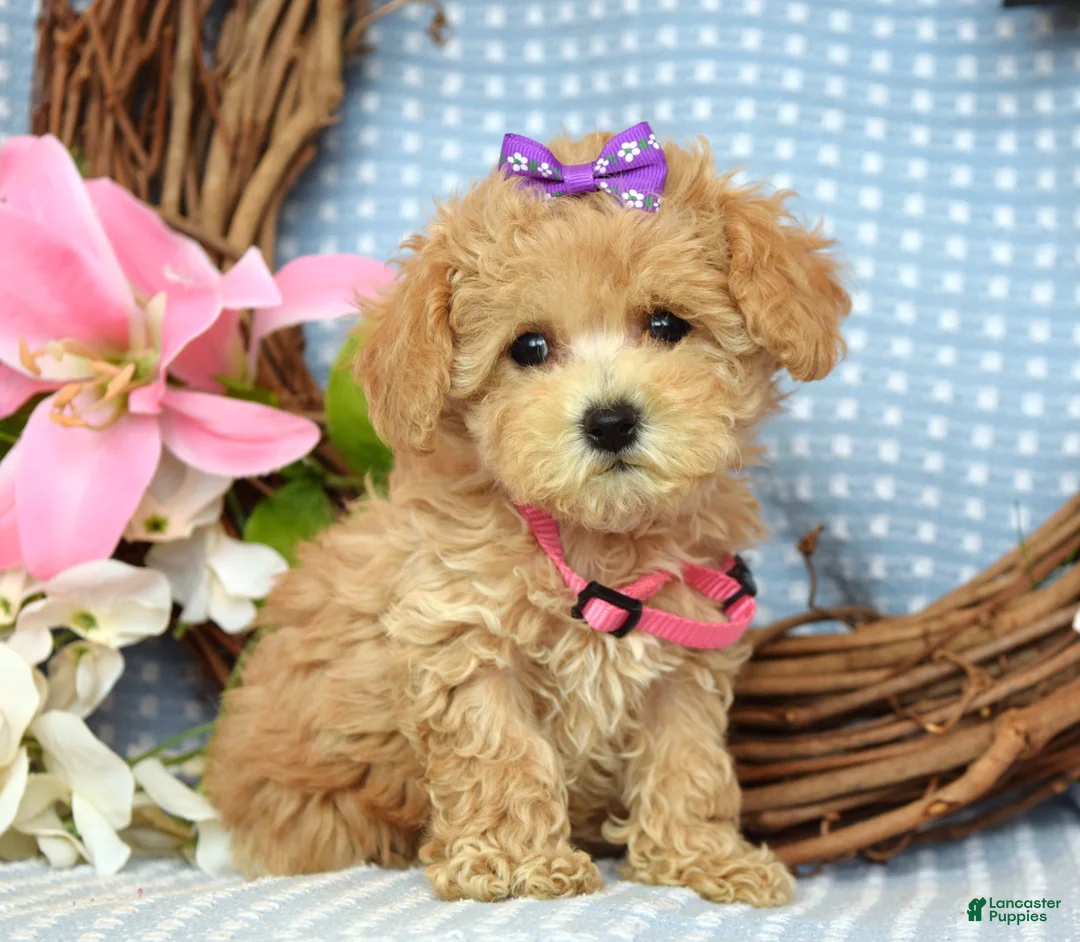 Maltipoo dogs for sale: Molly Xsmall - Ad 2