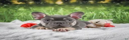 French Bulldog dogs for sale: Lucky - Ad 11