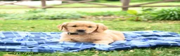 Golden Retriever dogs for sale: Caramel - Ad 5