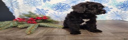 Mini Bernedoodle dogs for sale: Grace - Ad 19
