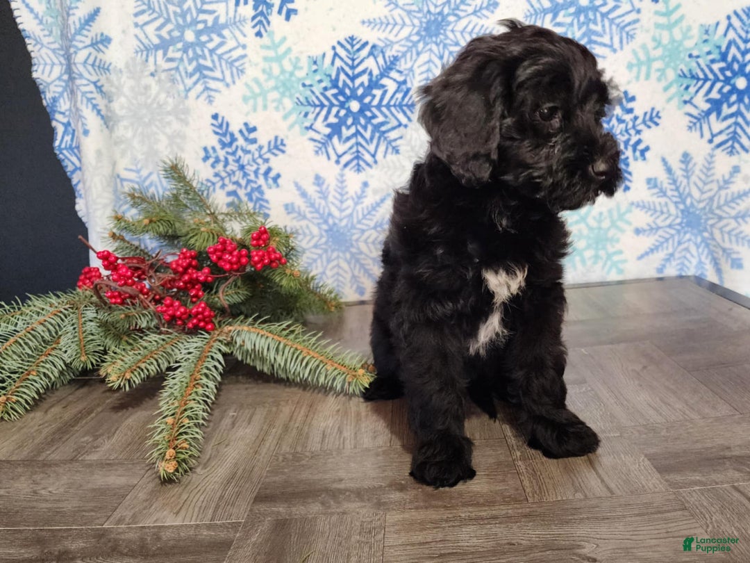 Mini Bernedoodle dogs for sale: Grace - Ad 19