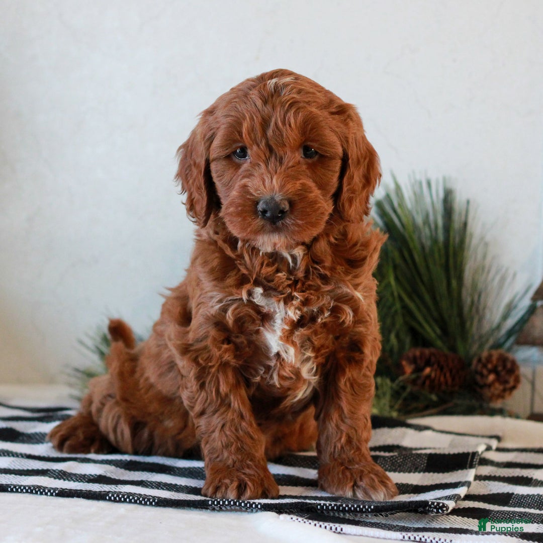 Mini Goldendoodle dogs for sale: Gracie  - Ad 2