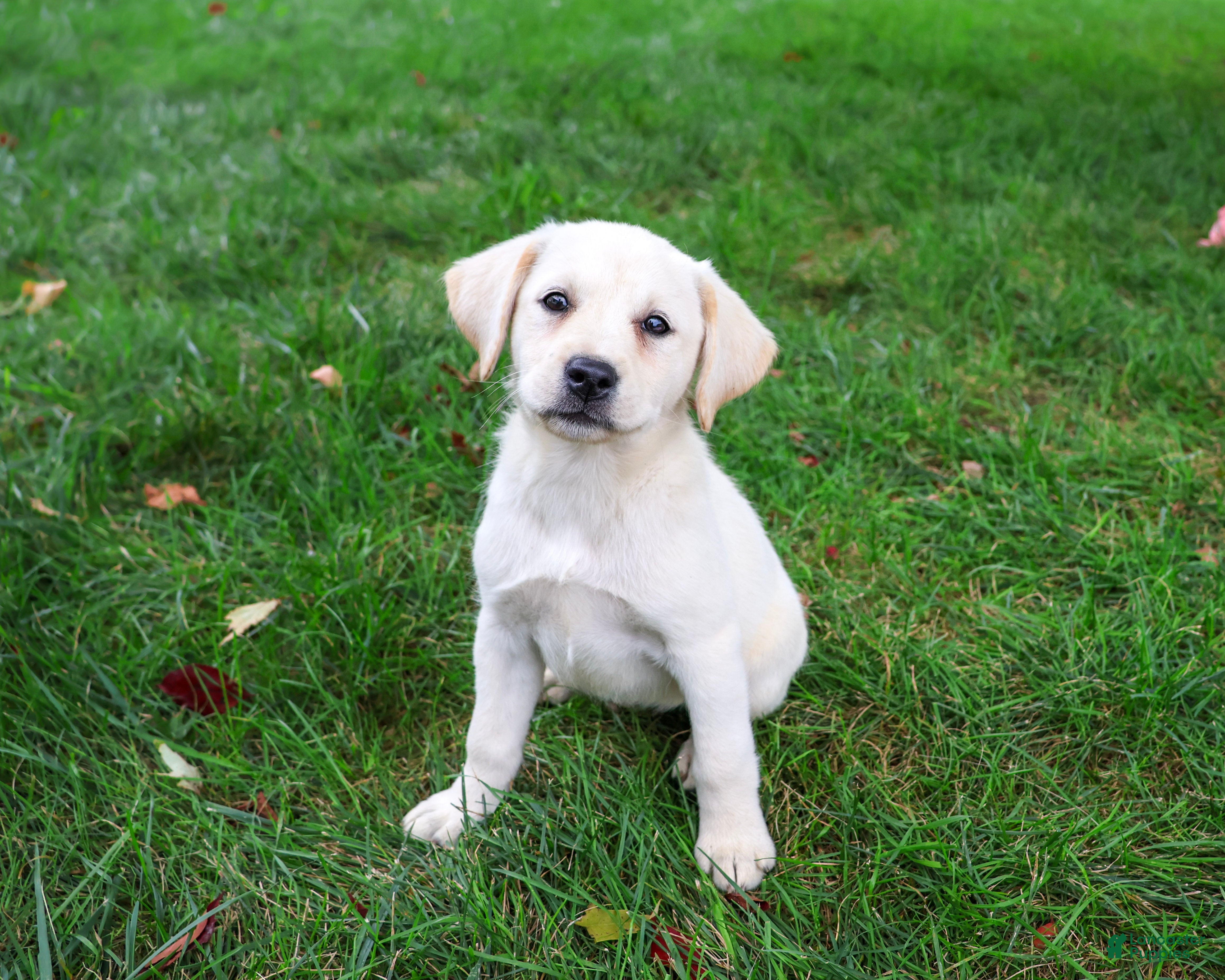 Labrador Retriever dogs Robin - Ad 1