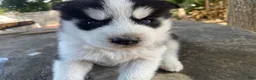 Mixed Breed dogs for sale: Blue - Ad 3