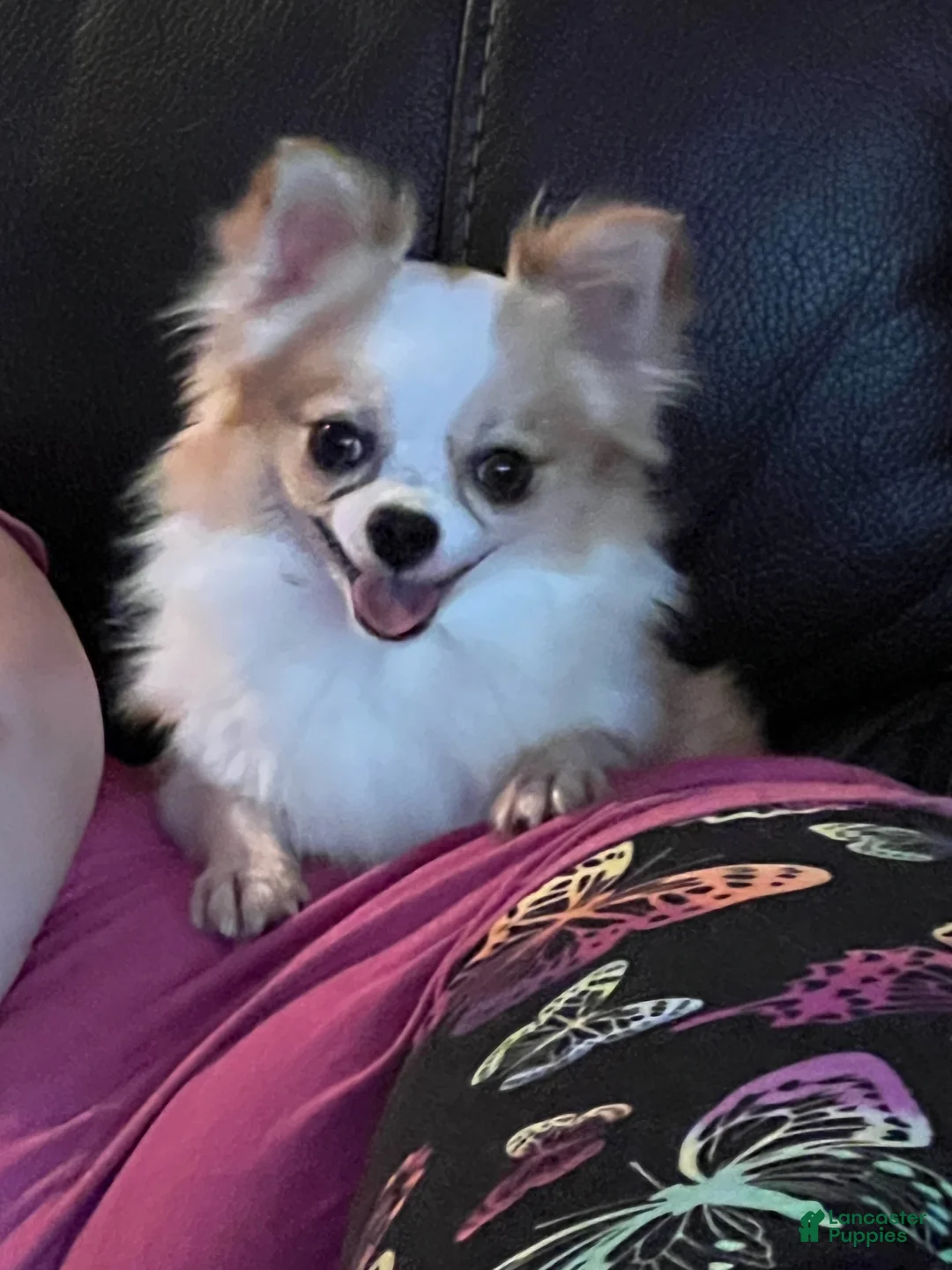 Chihuahua dogs for sale: Chihuahua 5 - Ad 4