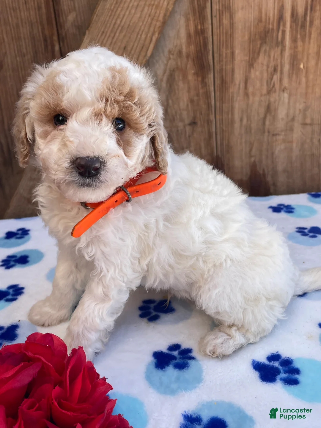 Mini Goldendoodle dogs for sale: Simon - Ad 3