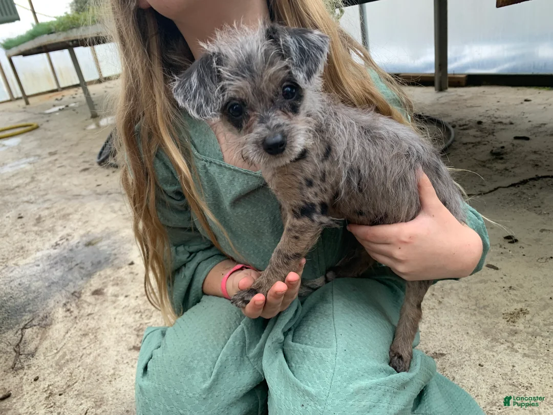 Chipoo dogs for sale: Chipoo Puppy 2 - Ad 3