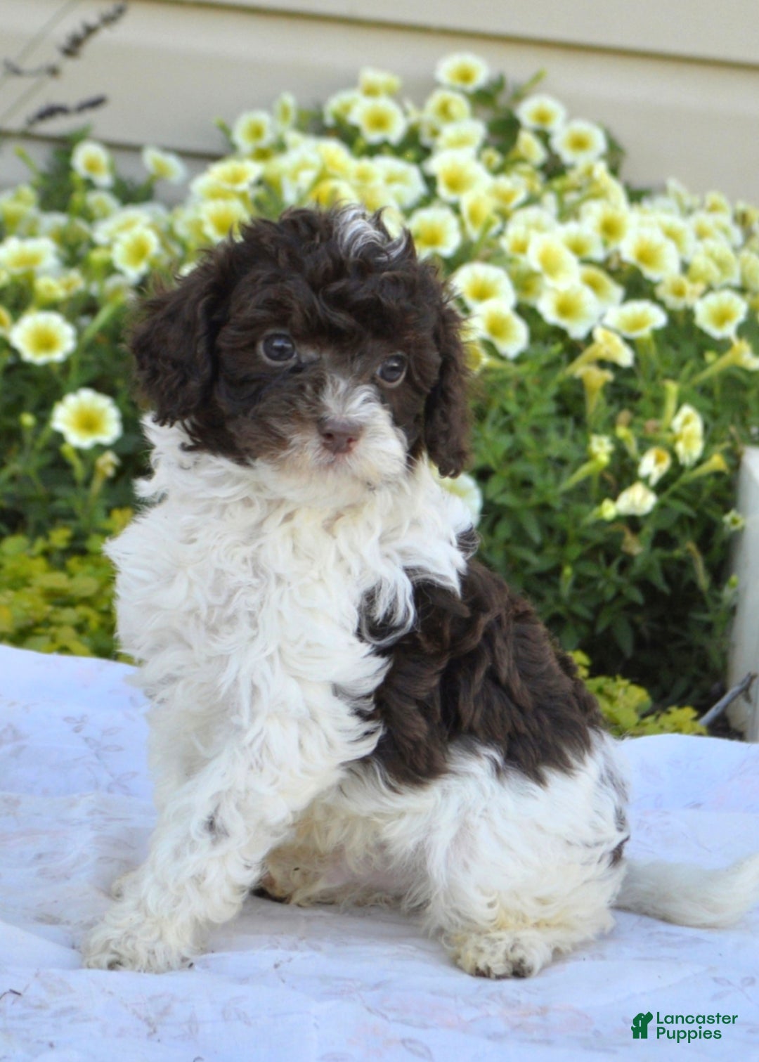 Jesse Esch Cavapoo litter of puppies for sale in New