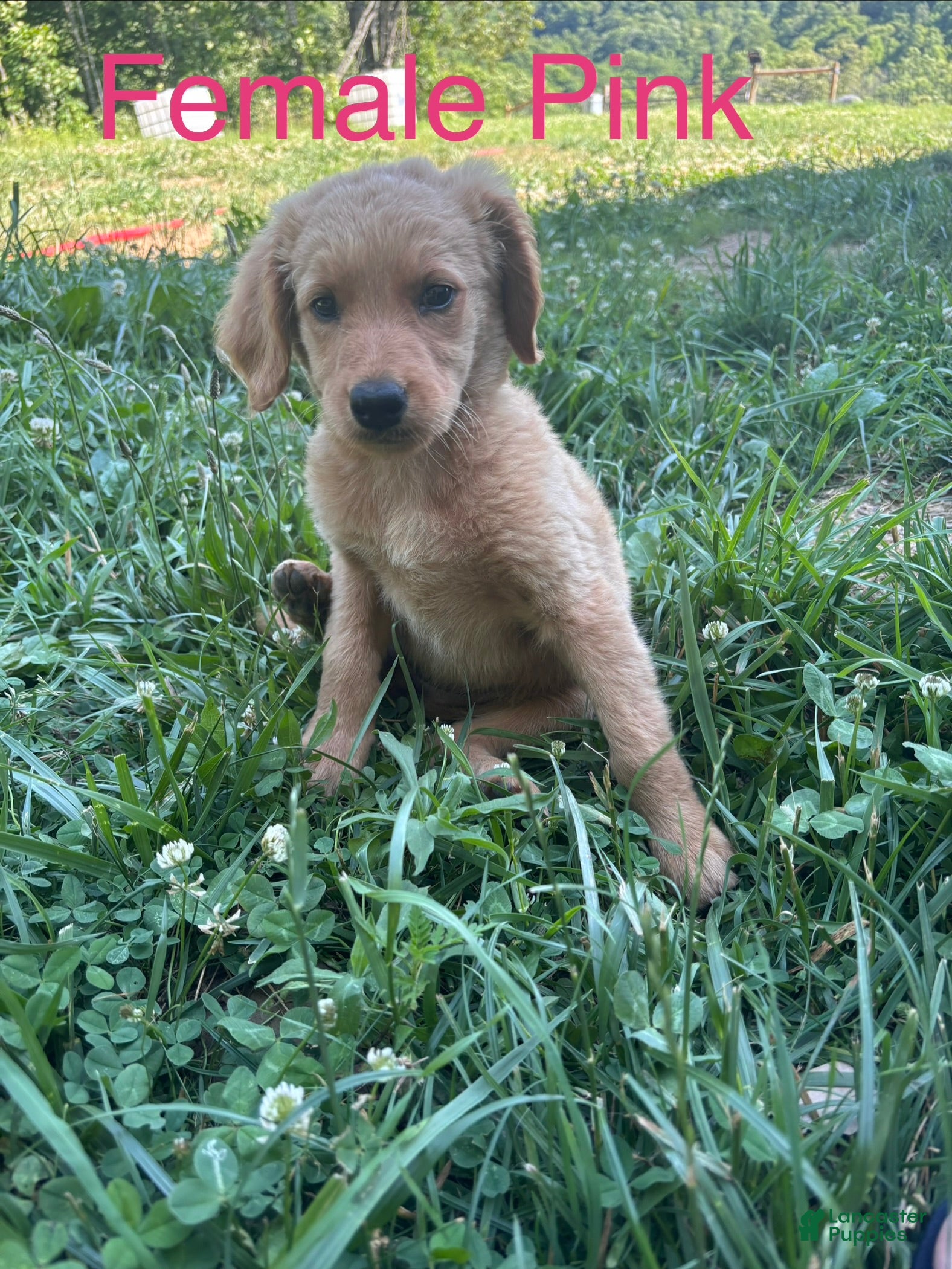 Bernedoodle dogs Bernedoodle Puppy 7 - Ad 1